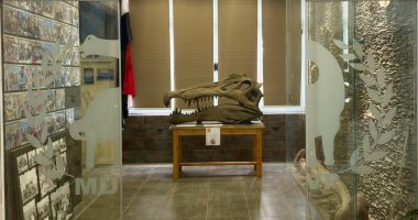 اكتشاف نوع تماسيح من عصر الديناصورات سكن الوادى الجديد من 80 مليون سنة