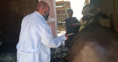 تحصين 12700 رأس ماشية ضمن الحملة القومية الثالثة ضد الحمى القلاعية بسوهاج