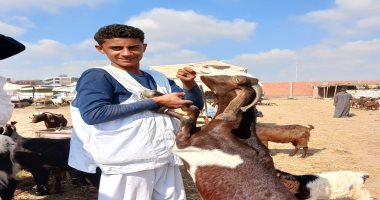 أسعار الماعز فى سوق الثلاثاء للمواشى بالشرقية اليوم.. فيديو