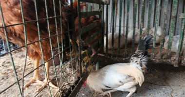 الفراخ البلدى بكام؟.. الأسعار فى الإسكندرية اليوم الأربعاء