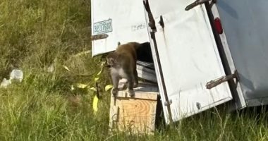 انقلاب شاحنة وفرار قرود مخبرية بولاية ميسيسبى.. ايه الحكاية "فيديو"