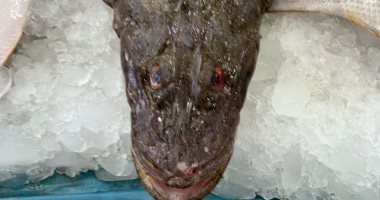 سمكة «الرقاد» شبيهة التمساح تعيش في أعماق البحر الأحمر وفوائدها كثيرة.. صور