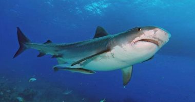 القرش قتلها.. مصرع امرأة وإصابة آخر خلال هجوم على شاطئ فى أستراليا