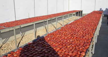 الاستثمار الزراعى فى الأقصر على طريق النجاح برعاية هيئة تنمية الصعيد والمحافظ.. بدء أعمال توصيل شبكات وخطوط الكهرباء لدعم مشروعات الـ1000 فدان على صحراوى إسنا وأرمنت.. والتنمية الصناعية تستعد لتشغيل الكيمان