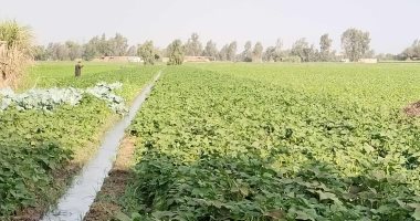 محصول الفاصوليا البيضاء ينير غيطان المنوفية.. والمزارعون: تكلفته بسيطة