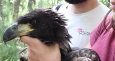 عودة نسر البحر الأوروبي إلى سماء إسبانيا بعد أكثر من قرن من اختفائه