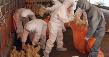 إعدام 20 ألف بطة.. المجر تُعلن عن تفش جديد لأنفلونزا الطيور عالية الخطورة