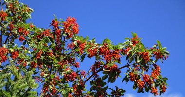 حكاية شجرة القطلب.. تبدل جذورها كل عام وتخالف فصول الطبيعة