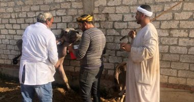 بيطرى كفر الشيخ: تحصين 62 ألف رأس وتابعنا 4 أسواق للماشية ولا توجد حالات وبائية
