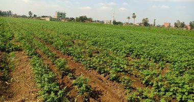 زراعة المنوفية: لدينا نحو 15 ألف فدان من محصول البطاطس على مستوى المحافظة