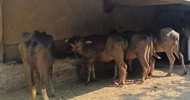 تسليم 4817 رأس ماشية للأسر الأولى بالرعاية فى قرى ومراكز سوهاج