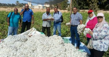 خير بلدنا.. الإسكندرية تشهد موسم حصاد محاصيل استراتيجية 2025.. الذهب الأبيض يلمع بحقول مريوط بالعامرية.. جنى محصول القطن جيزة 68 .. ودعم وحملات توعية لمحصول بنجر السكر.. وإنتاجية الذرة الشامية ترتفع لـ22 أردبا