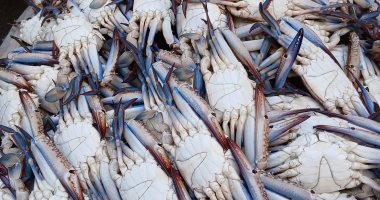 الكابوريا بـ 80 جنيها.. أسعار الأسماك فى سوق السمك بالإسكندرية اليوم