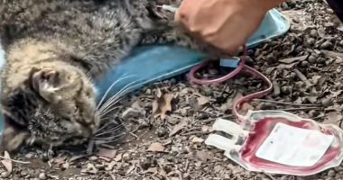 مدونة صينية تزعم بيع دماء القطط الضالة لعيادات الحيوانات الأليفة