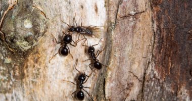 دراسة: النمل يلجأ للتباعد الاجتماعى لتجنب العدوى.. مش بس البشر