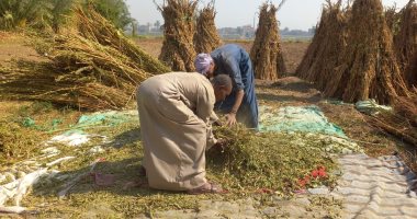 حباته بلون الذهب المنثور.. زراعة السمسم خير ومكسب للمزارعين في قنا.. صور 