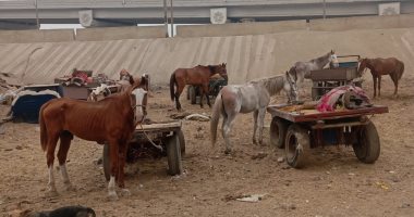 مصادرة 50 عربة كارو فى حملة مكبرة بشبرا الخيمة