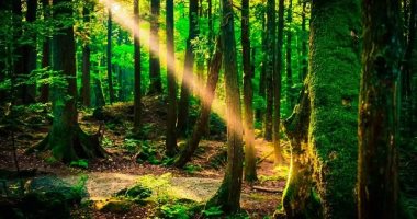 تسكنها الأشباح منذ سنوات.. تعرف على الغابة المخيفة فى اليابان