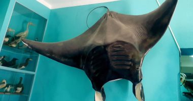 شيطان البحر ذى الكرباج الطائر.. سمكة المانتا النادرة لا تأمن إلا مياه الغردقة.. كائن غامض يطير فوق الأمواج ويبهر الغواصين فى أدنى الأعماق.. والمشير عامر يصطادها عام 1954 بـ7 رصاصات.. والسباق لرؤيتها يجذب السياح