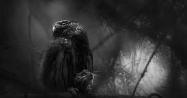 صورة اليأس الصامت تنتزع لقب مصور الحياة البرية الأوروبى لعام 2025