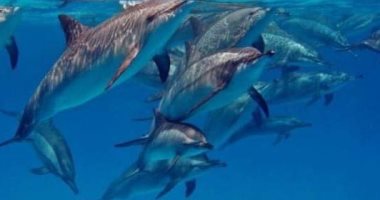 الدلافين.. سر الجذب السياحي في البحر الأحمر تعرف على أنواعها (صور)