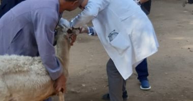 علاج 3 آلاف رأس ماشية و6 آلاف من الدواجن خلال قوافل بيطرية مجانية بقرى أسيوط