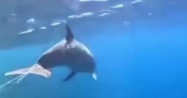 سميح.. دولفين عالق فى شباك الصيد بالغردقة ومحميات البحر الأحمر تطلق نداء لإنقاذه