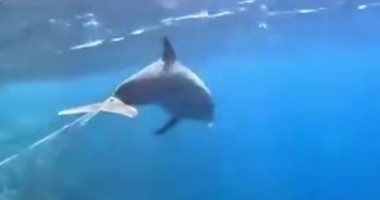 تعرف على برنامج حماية الدلافين فى منطقة الدولفين سميح بالغردقة