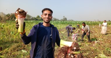 اللى بيحبوا القلقاس يجمعوا.. شوف إزاى بيحصدوا المحصول فى الشرقية