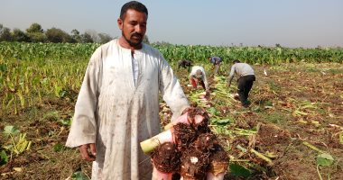  موسم حصاد القلقاس بالشرقية وقرية المنير تتصدر بزراعة 2000 فدان