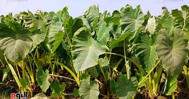 من الشرقية إلى العالم.. قرية المنير تتصدر زراعة وتصدير القلقاس للدول العربية والأوروبية