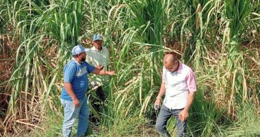 حصاد 333 فدانا لمحصول الذرة الشامية ضمن مشروع ترشيد استخدام المياه.. التفاصيل