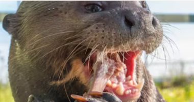 ثعلب الماء العملاق يعود للظهور فى الارجنتين بعد 40 عام من الاختفاء 