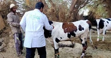 تحصين 35 ألف رأس ماشية ضد أمراض الحمى القلاعية والوادي المتصدع بالوادى الجديد