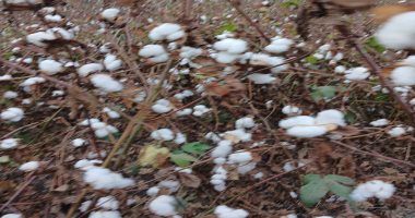 الفدان ينتج من 8 لـ11 قنطارا.. الشراقوة يواصلون حصاد محصول القطن.. صور