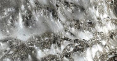 اكتشاف أكبر شبكة عنكبوت فى العالم تضم أكثر من 111 ألف عنكبوت