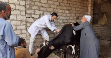 تحصين 68 ألف رأس ماشية ضمن الحملة القومية ضد الحمى القلاعية بالمنيا