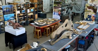 مركز الحفريات بجامعة المنصورة.. أيقونة العلم والاكتشاف فى الشرق الأوسط