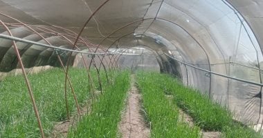 مديرية الزراعة بالأقصر تعلن الانتهاء من حصاد 333 فدانا لمحصول الذرة الشامية