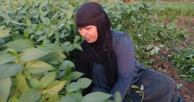 الحجر الزراعى: صادرات مصر من الملوخية تتجاوز 5200 طن منذ بداية العام