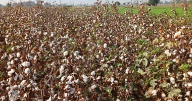 بيع 1616 قنطار قطن بالشرقية بسعر 8900- 9200 جنيه في ثاني مزاد بالوجه البحرى