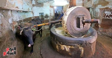 صورة اليوم.. معصرة الزيوت الطبيعية في قوص شاهدة على التراث