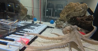 أخطبوط يعزف على البيانو