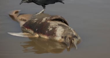 مياه البحيرات تغلى.. نفوق مئات الدلافين بالأمازون بسبب الحرارة "صور"