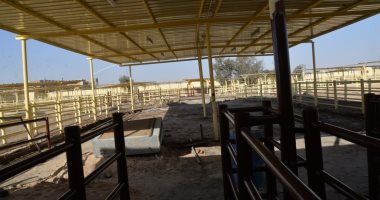 مزارع أسيوط الحيوانية تنبض بالحياة.. خطة تحديث الثروة الحيوانية تحولها إلى رافد اقتصادى مستدام.. والتطوير الشامل لمزارع الإنتاج الحيوانى بعرب مطير والعوامر يحقق نهضة إنتاجية في وقت قصير