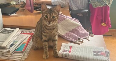 قطة مصرية تقتحم يوم العمل فى السفارة الألمانية بالقاهرة.. صور