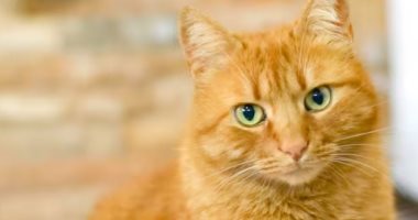 قط يتسبب فى غرامات ومواجهة قضائية.. اعرف قصة ريمى العجيبة فى فرنسا