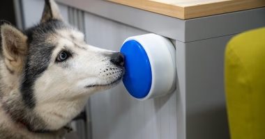 كلبك هيحضرلك كوب من الشاى.. زر يُتيح لحيوانك الأليف تشغيل الغلاية