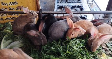 البط والأرانب بكام؟.. أسعار الطيور البلدى اليوم فى أسواق الإسكندرية