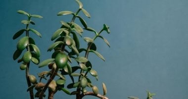 7 نباتات تمتص التوتر والطاقة السلبية في بيتك.. عيش في جو رايق